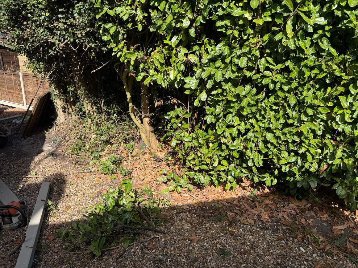 Base of a laurel hedge cut back to bare ground with the chainsaw set down alongside
