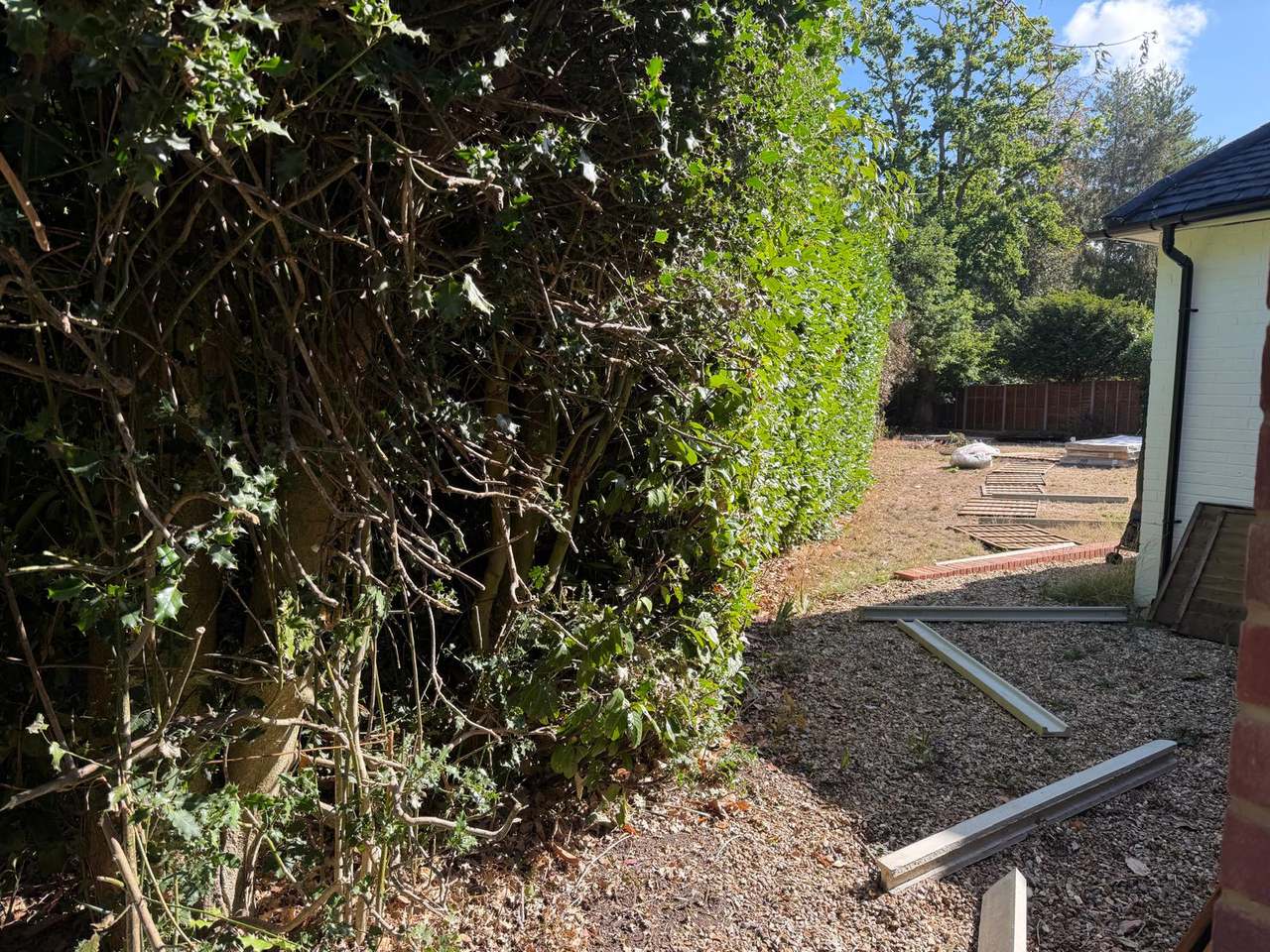 Overgrown ivy and hedge along a boundary cut back to the stems
