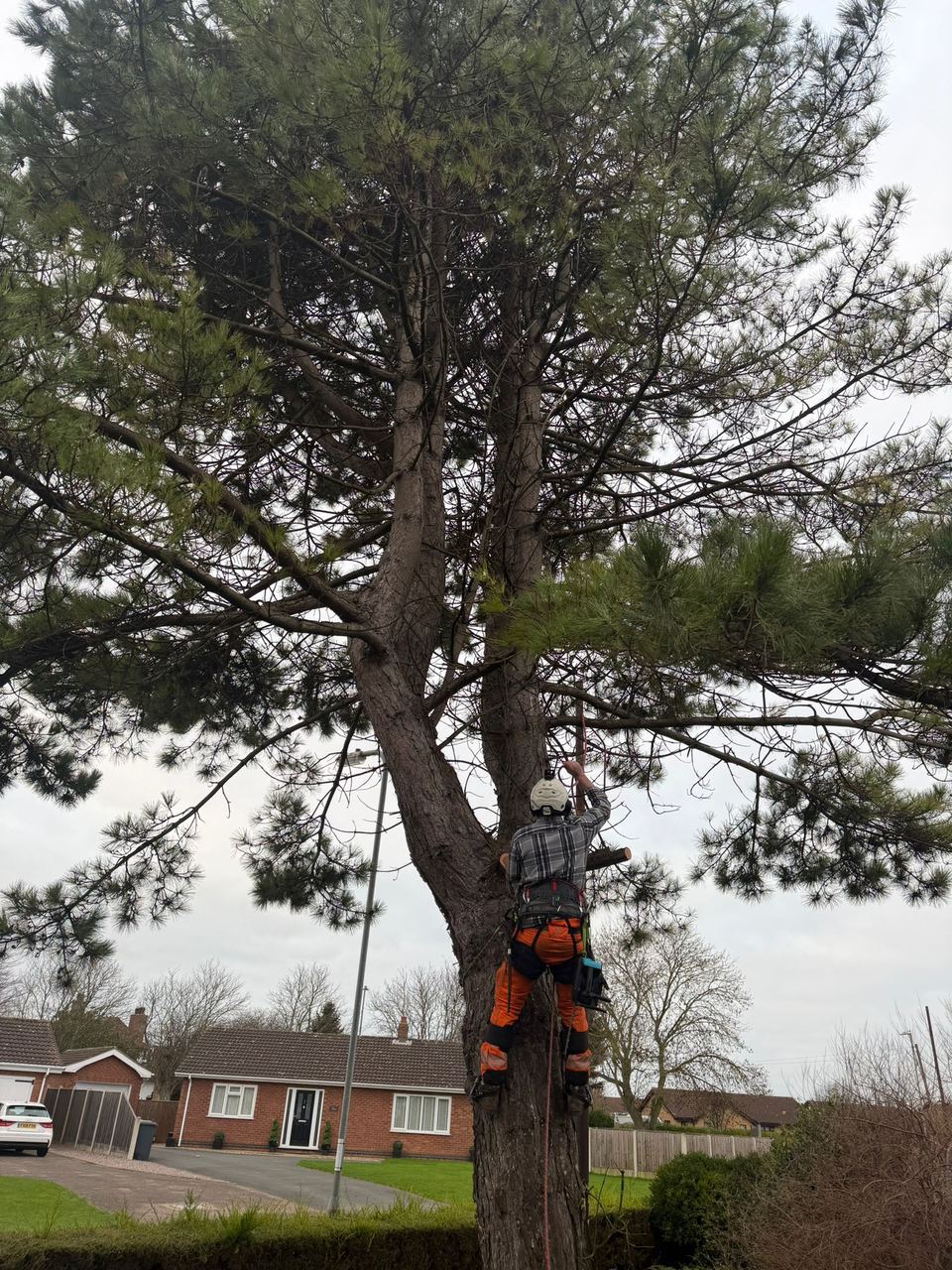 Climber up a mature pine, Lincolnshire