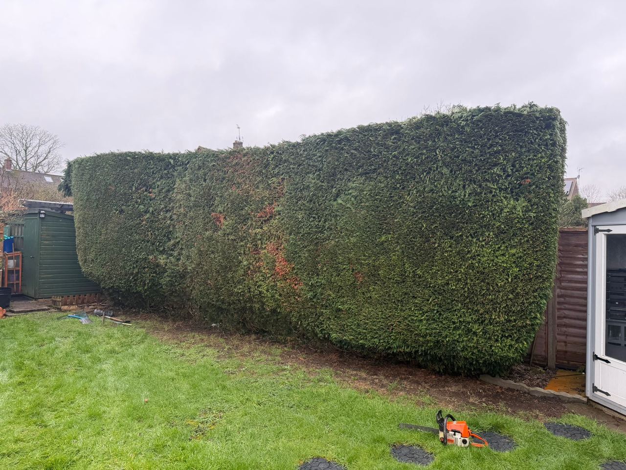 Large garden hedge cut back square
